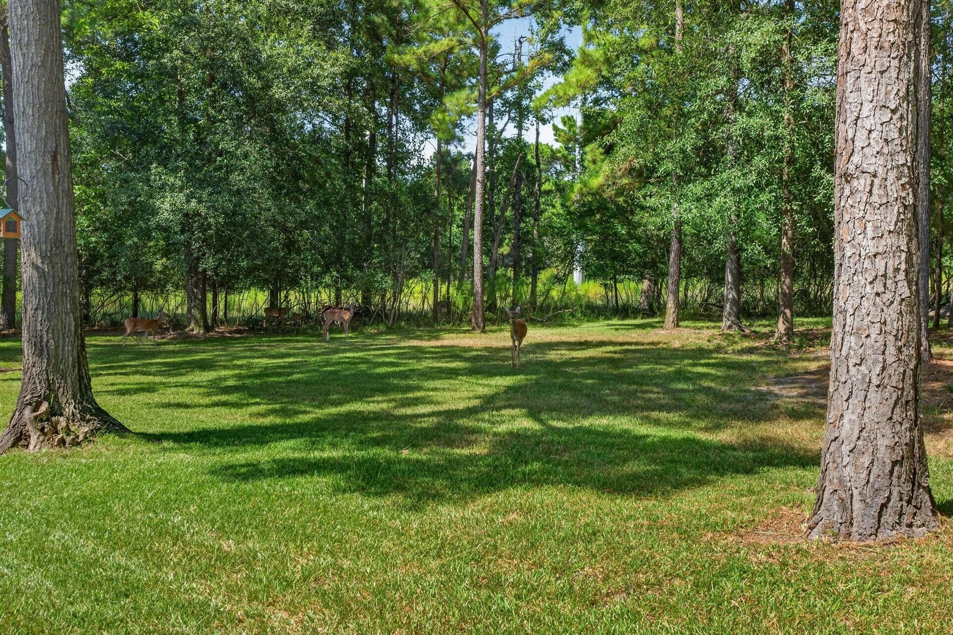 501 Corsair Court, Montgomery, TX 77316 The large lot has frequent wildlife visitors.