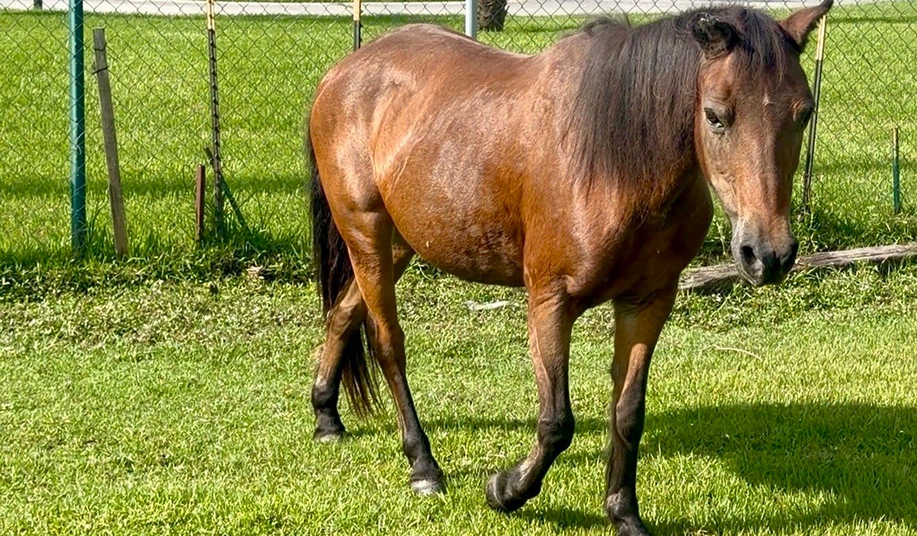 3305 Luella Avenue, Deer Park, TX 77536 Meet Teah, she's included in the home sale and is ready to welcome it's new owners