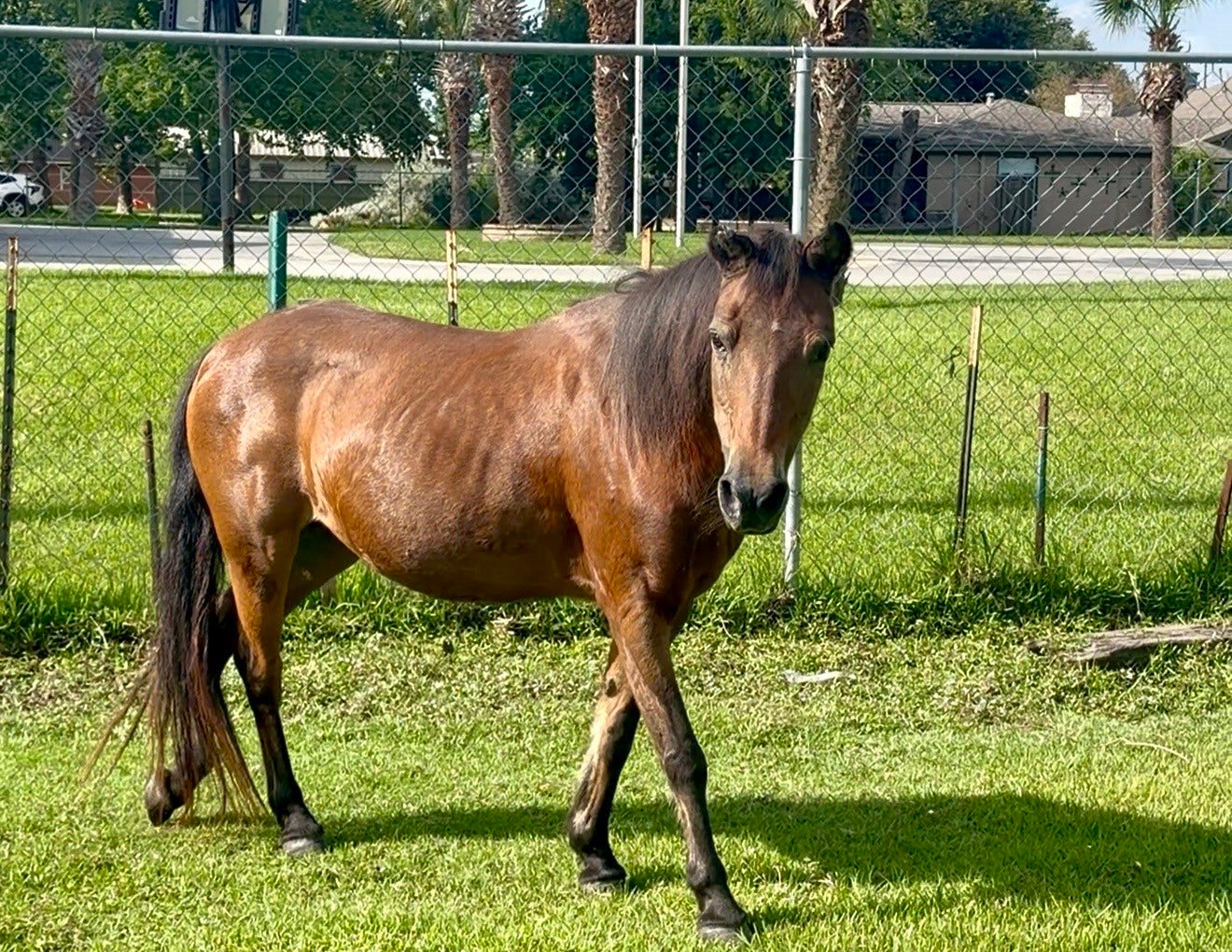 3305 Luella Avenue, Deer Park, TX 77536 Beautiful Horse
