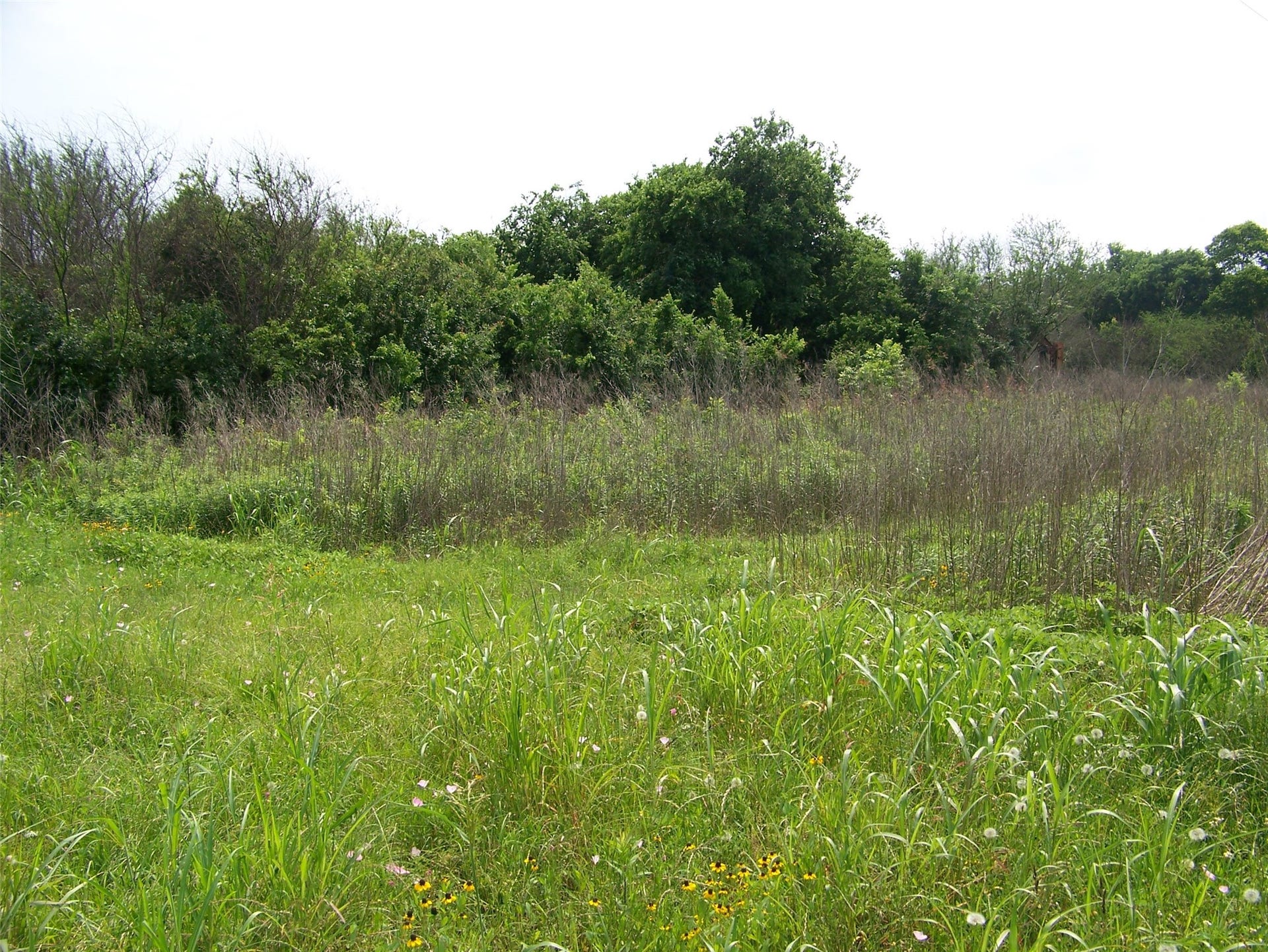 Fenced and plenty of grass
