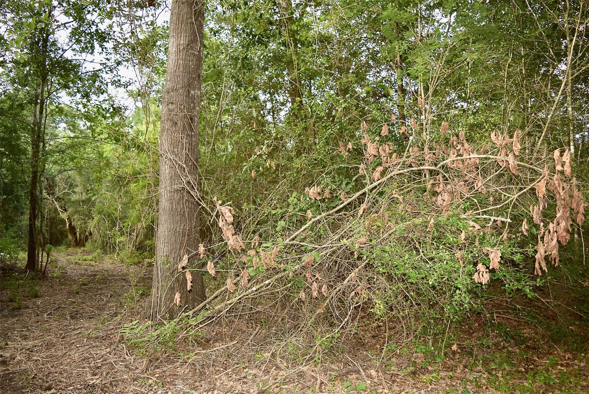 TBD Sharp Road, Montgomery, TX 77356 TBD Sharp Road, Montgomery, TX 77356