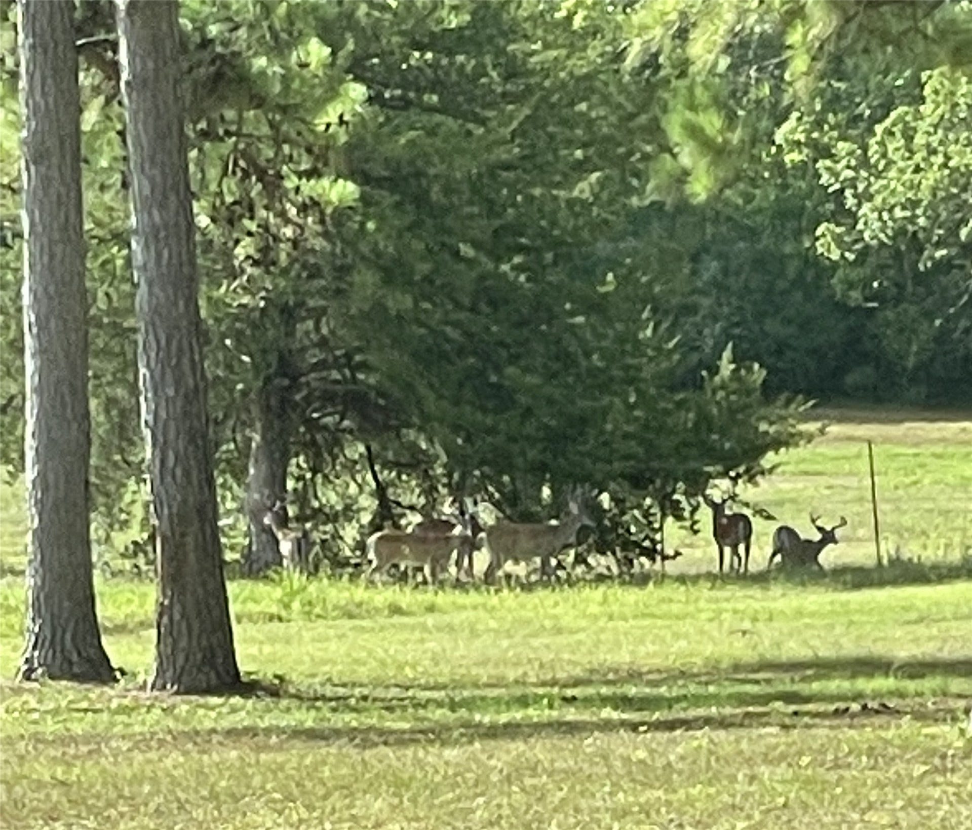7.7 ac 3935 Spring Branch Road, Montgomery, TX 77316 7.7 ac 3935 Spring Branch Road, Montgomery, TX 77316