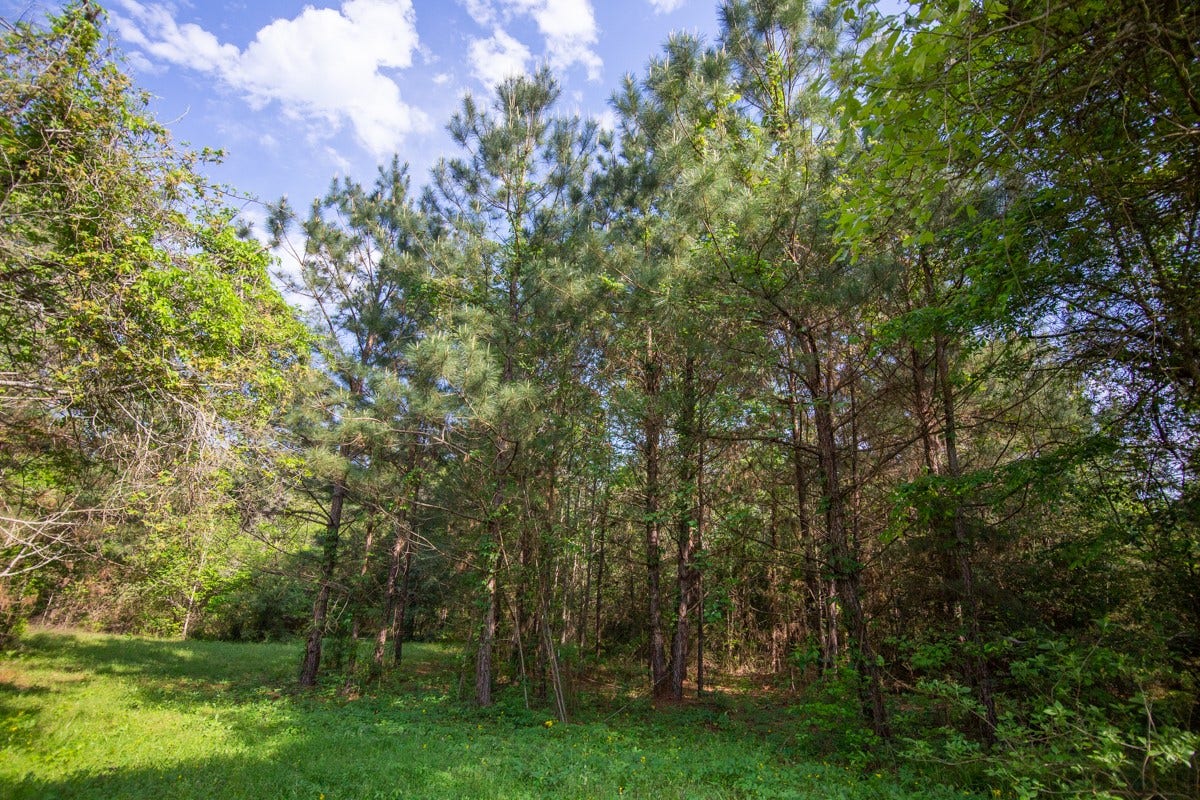 TBD Calvary Road, Willis, TX 77318 TBD Calvary Road, Willis, TX 77318