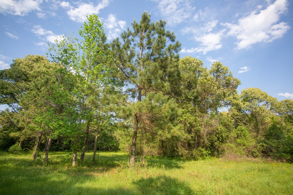 TBD Calvary Road, Willis, TX 77318 TBD Calvary Road, Willis, TX 77318