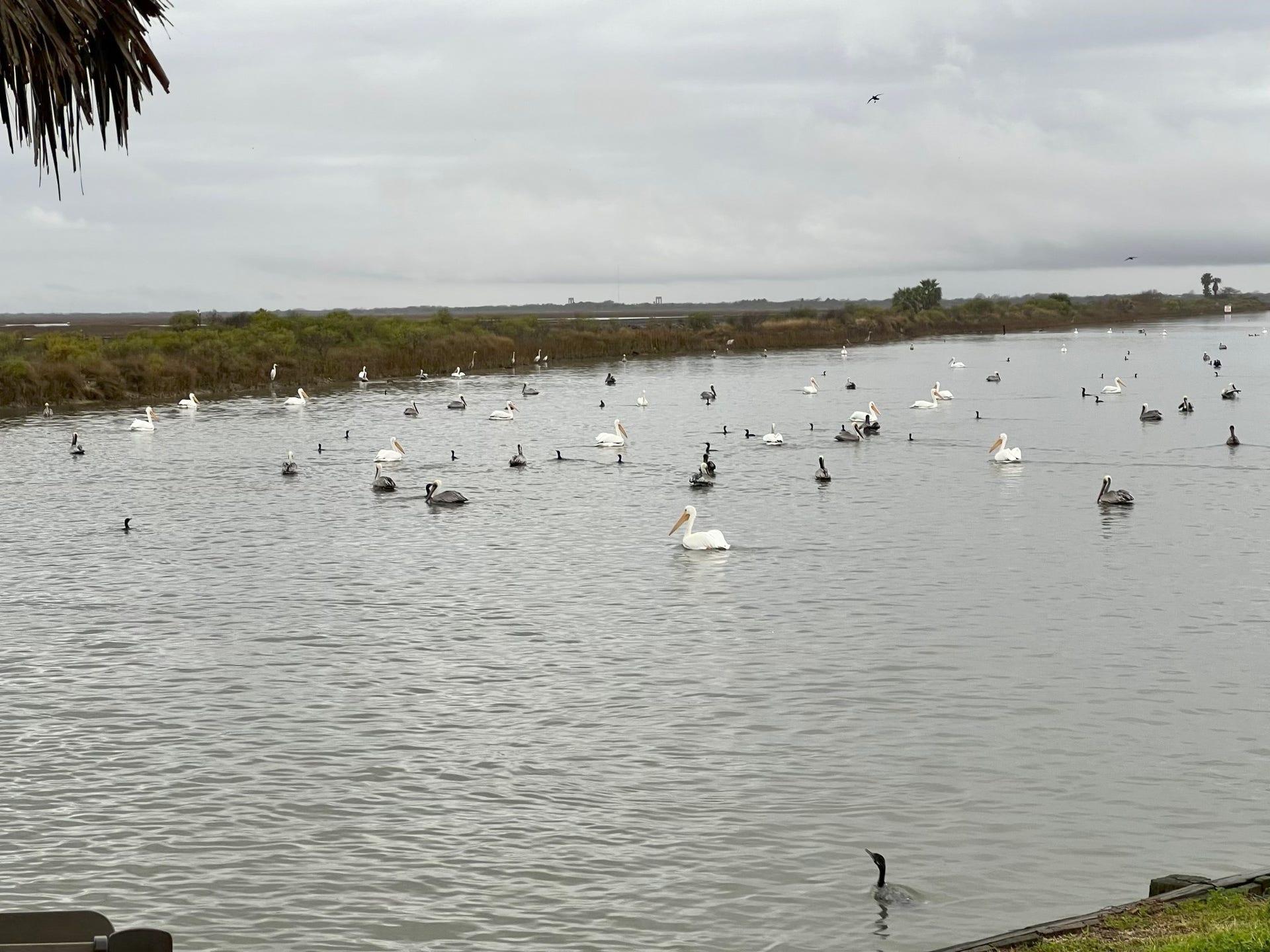 1318 Blue Heron Street, Bayou Vista, TX 77563 Even the birds know where the best fishing is!