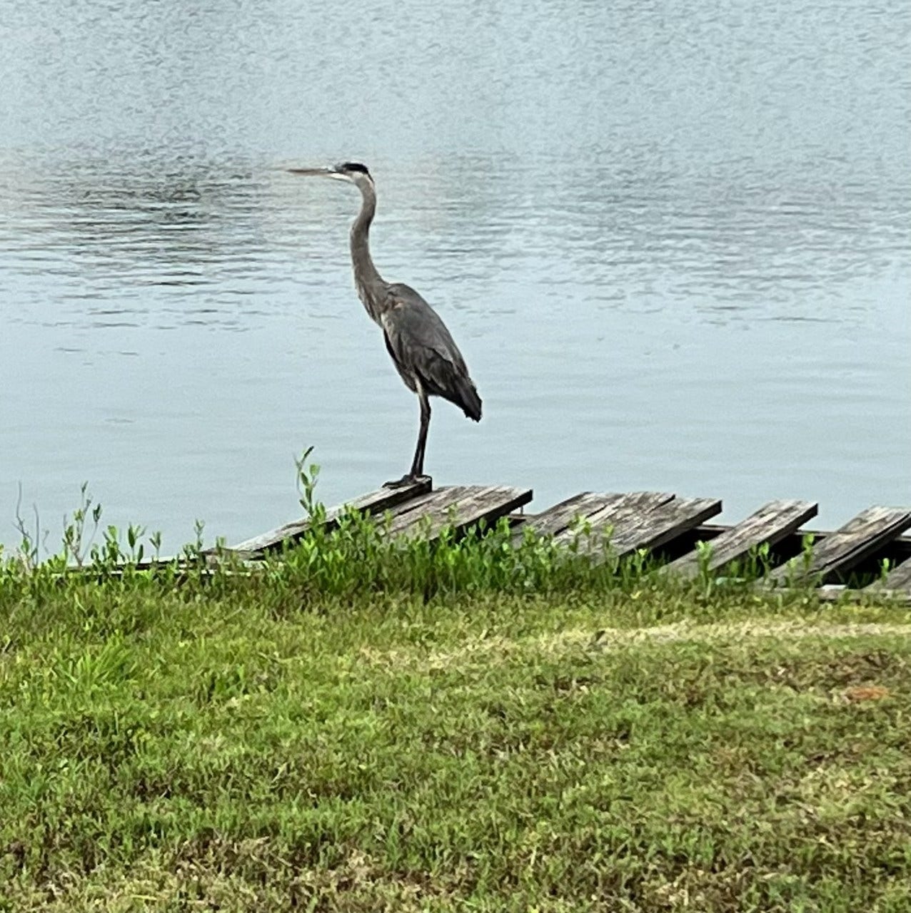 1318 Blue Heron Street, Bayou Vista, TX 77563 Beautiful Blue Heron. Nature Lovers and Bird Watchers Paradise!