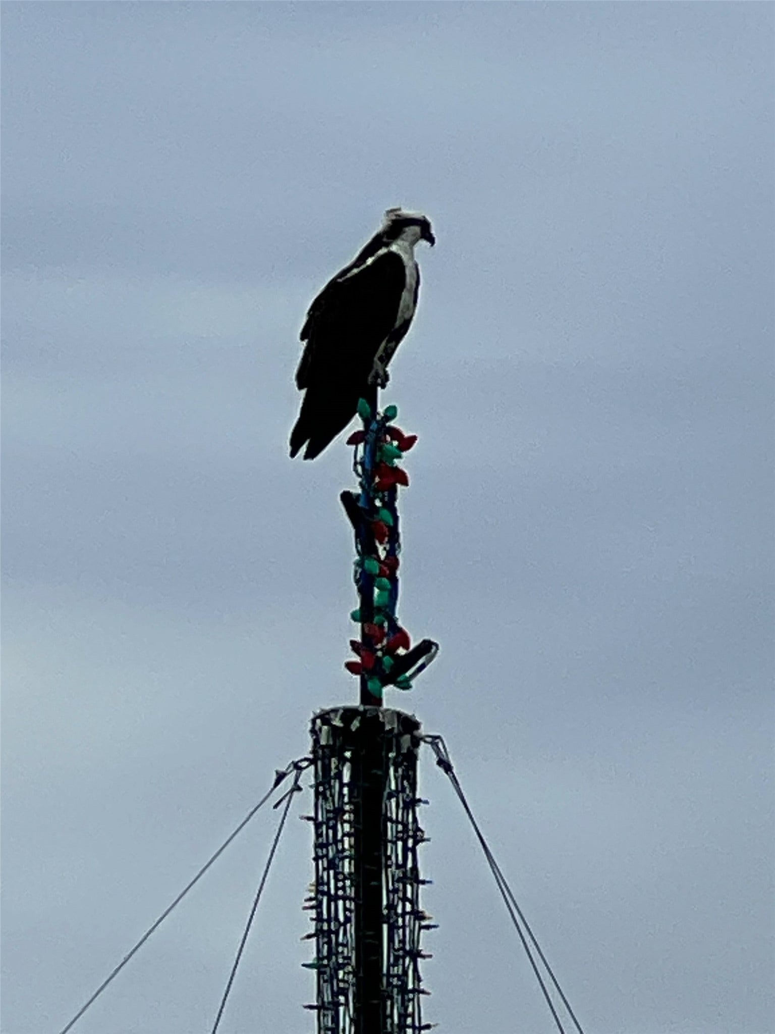 1318 Blue Heron Street, Bayou Vista, TX 77563 Osprey has made 1318 Blue Heron his home.
