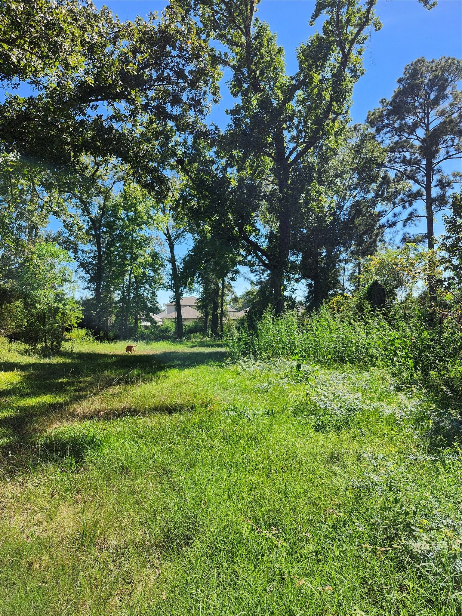 Lot 244 Holly Street, Porter, TX 77365 Lot 244 Holly Street, Porter, TX 77365