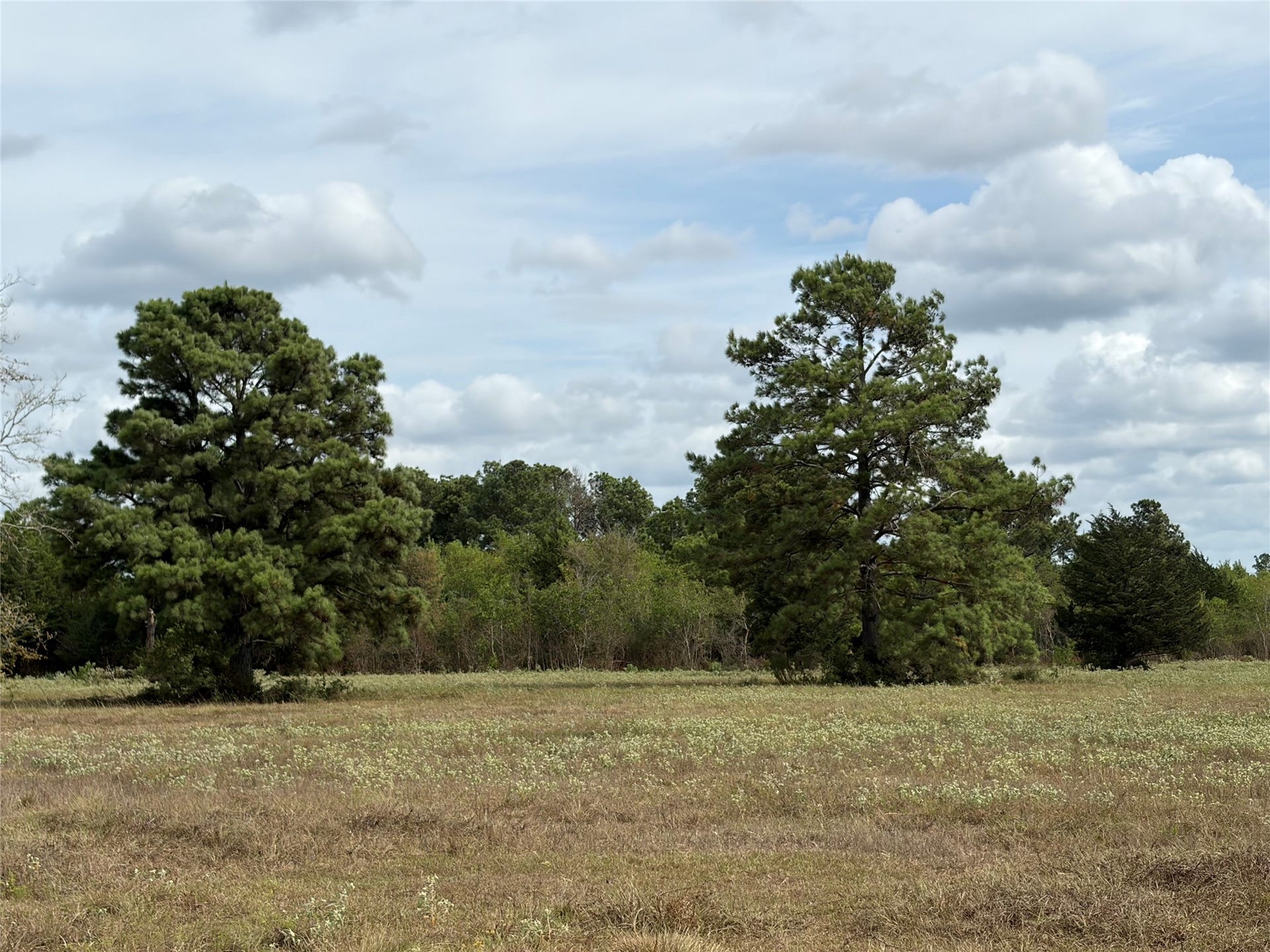 33450 Howell Road, Waller, TX 77484 Fenced for cattle