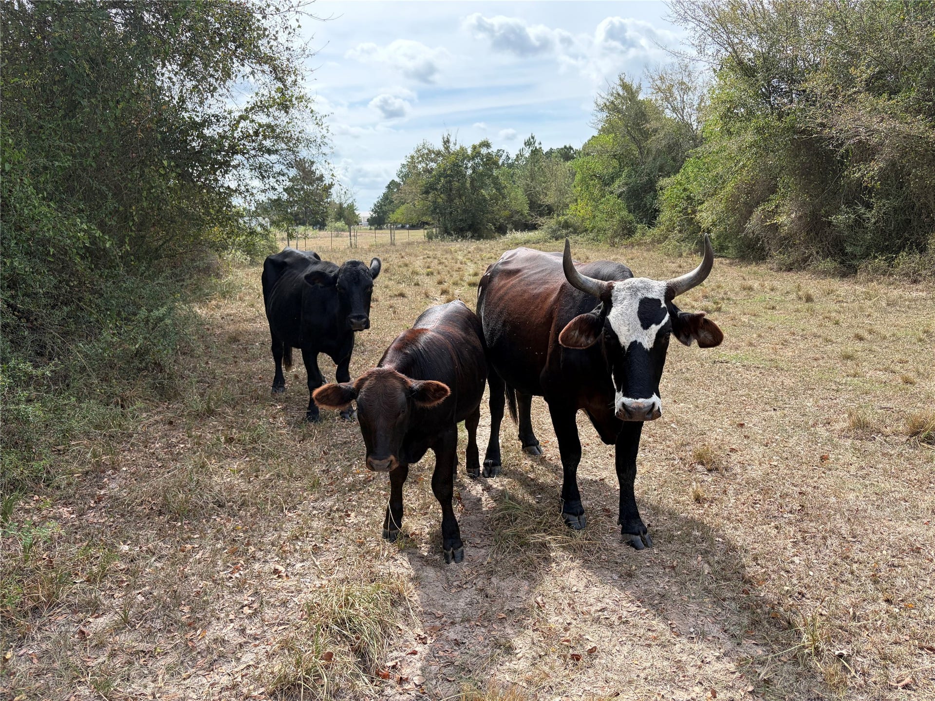 33450 Howell Road, Waller, TX 77484 Good for cattle grazing