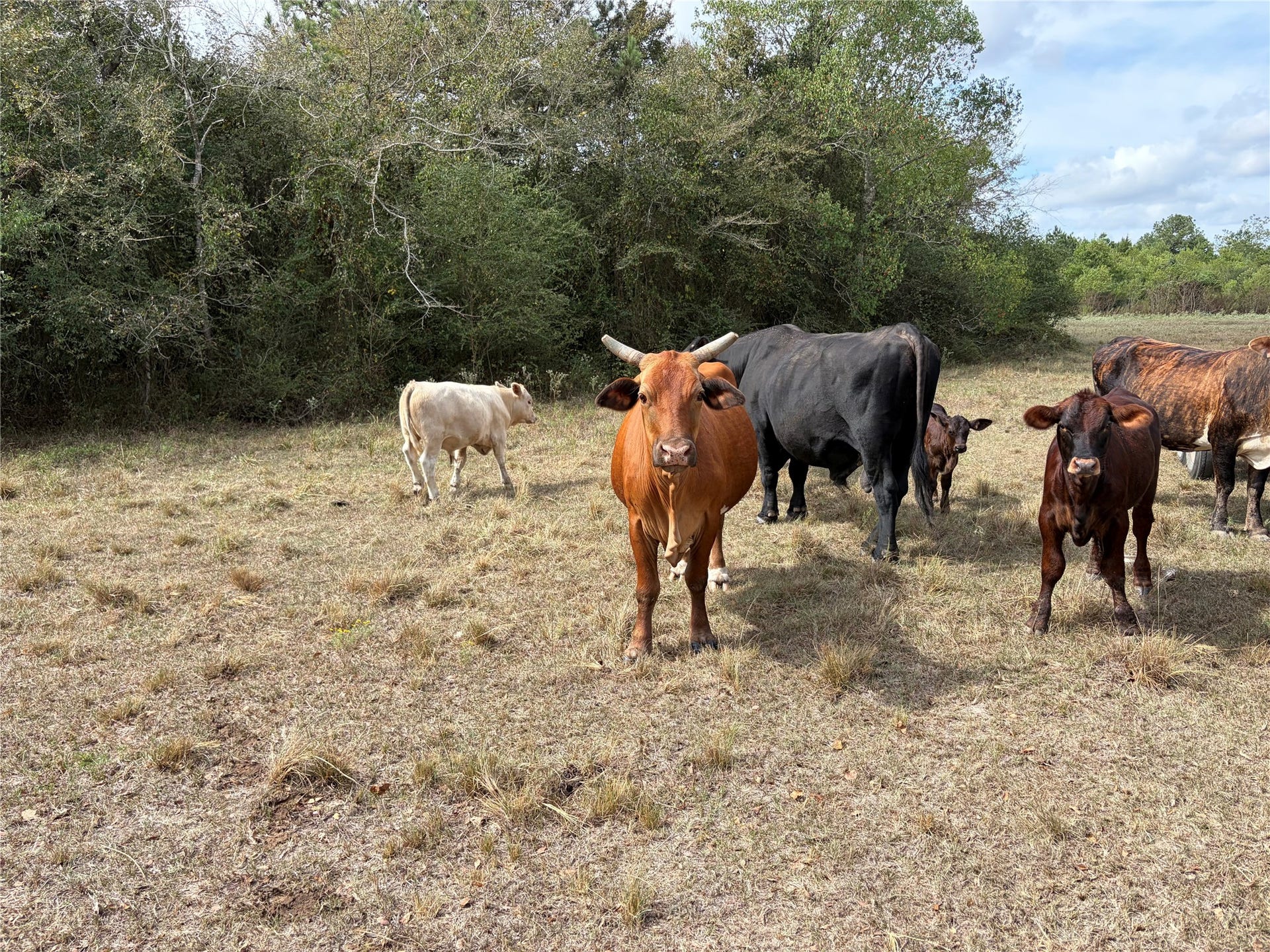 33450 Howell Road, Waller, TX 77484 33450 Howell Road, Waller, TX 77484