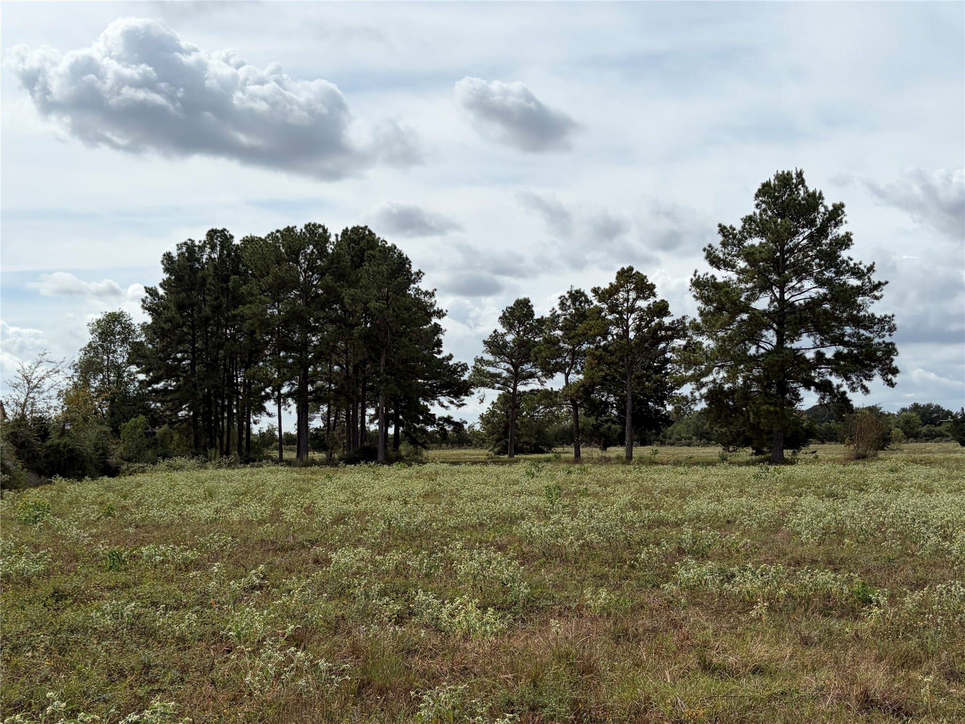 33450 Howell Road, Waller, TX 77484 Scattered trees