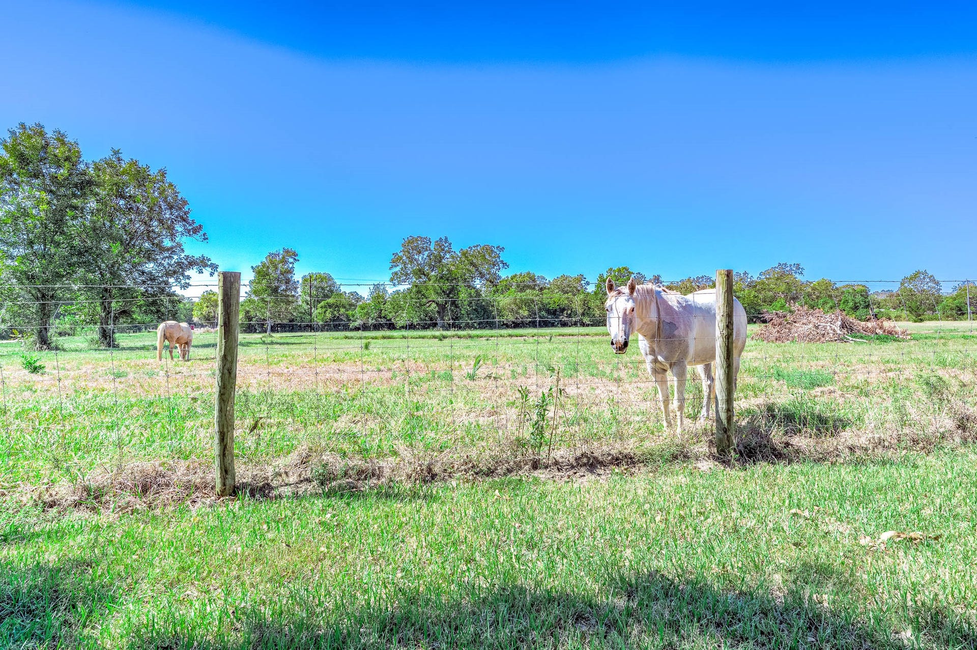 3295 Fm 524 Road, Sweeny, TX 77480 Fenced pasture on this Sweeny, TX acreage, ready for horses, cattle or goats, with mature trees along the property line. This photo may be edited using AI tools.