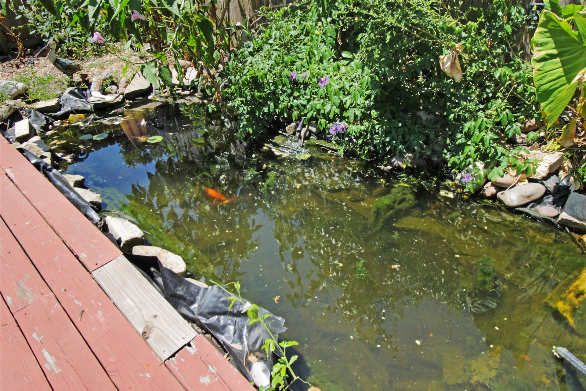 306 W Houston Avenue, Pasadena, TX 77502 Koi Pond