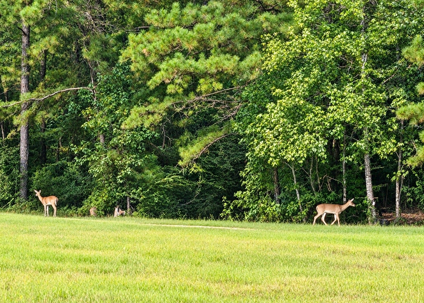 21203 Peach Wood Court, Cleveland, TX 77328 Deer roaming the property in September 2026