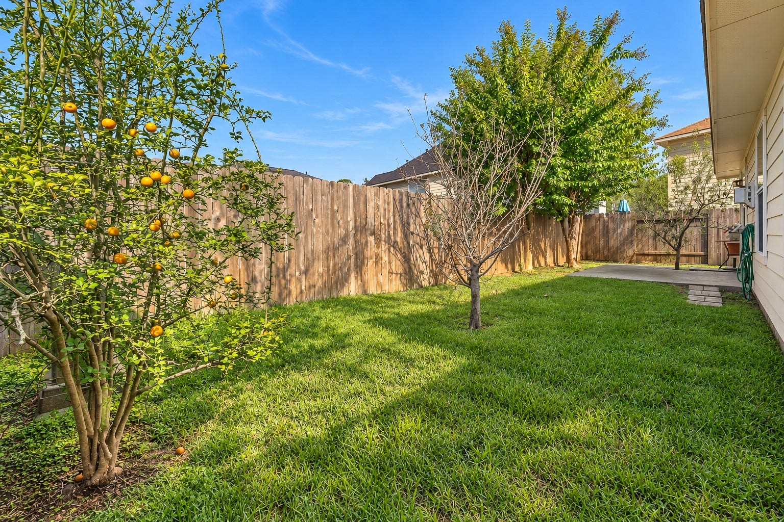 15835 Aldridge Creek Court, Cypress, TX 77429 Spacious backyard featuring lush green grass, mature trees, and fruit-bearing citrus tree