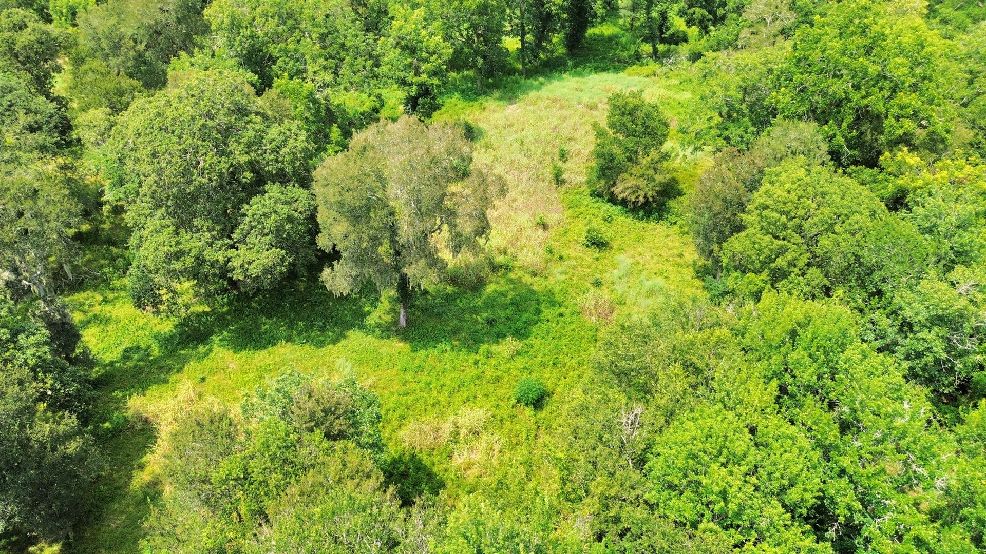 00 Padre Ct, Needville, TX 77461 Cleared area