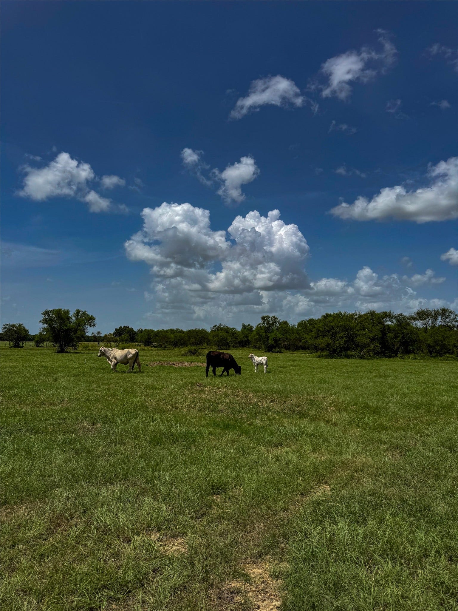 TRACT 1 Foster School Road, Needville, TX 77461 TRACT 1 Foster School Road, Needville, TX 77461