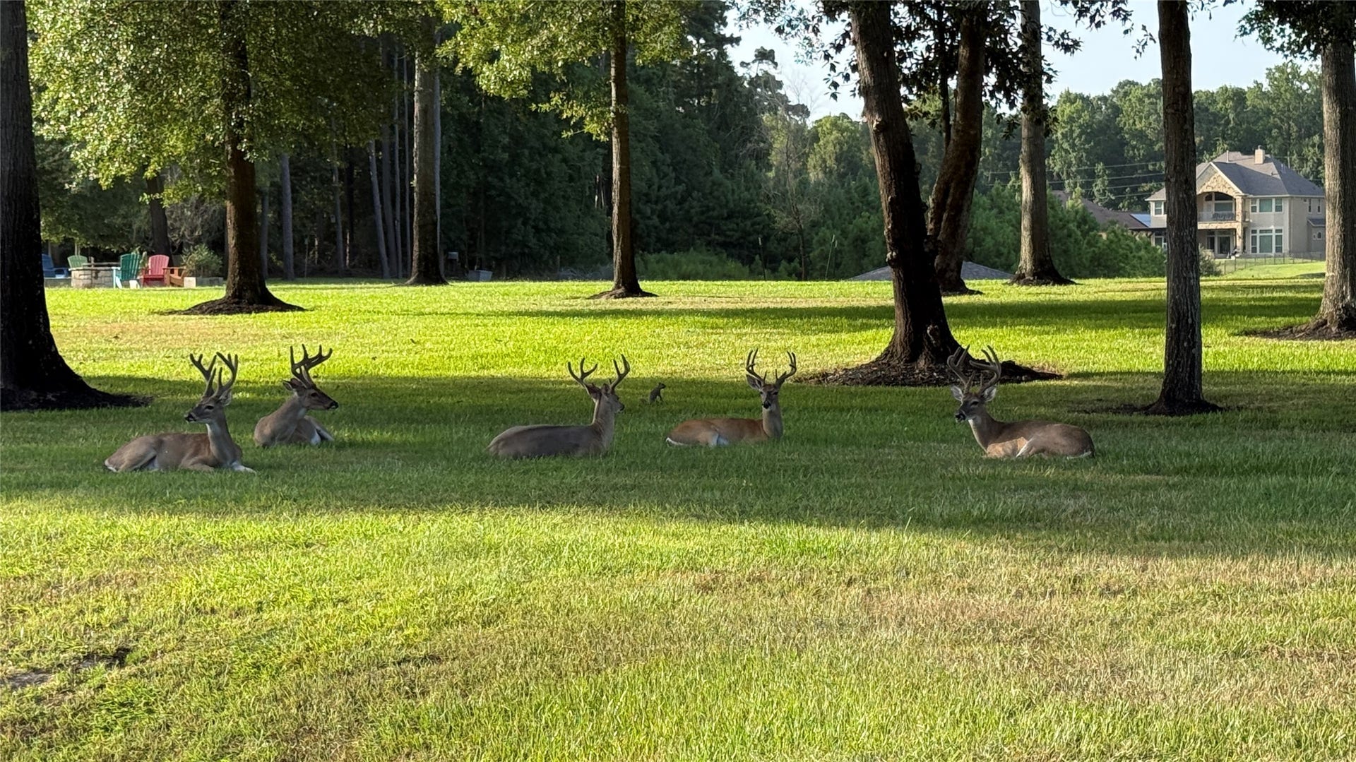 Deer & Wildlife Throughout The Commons