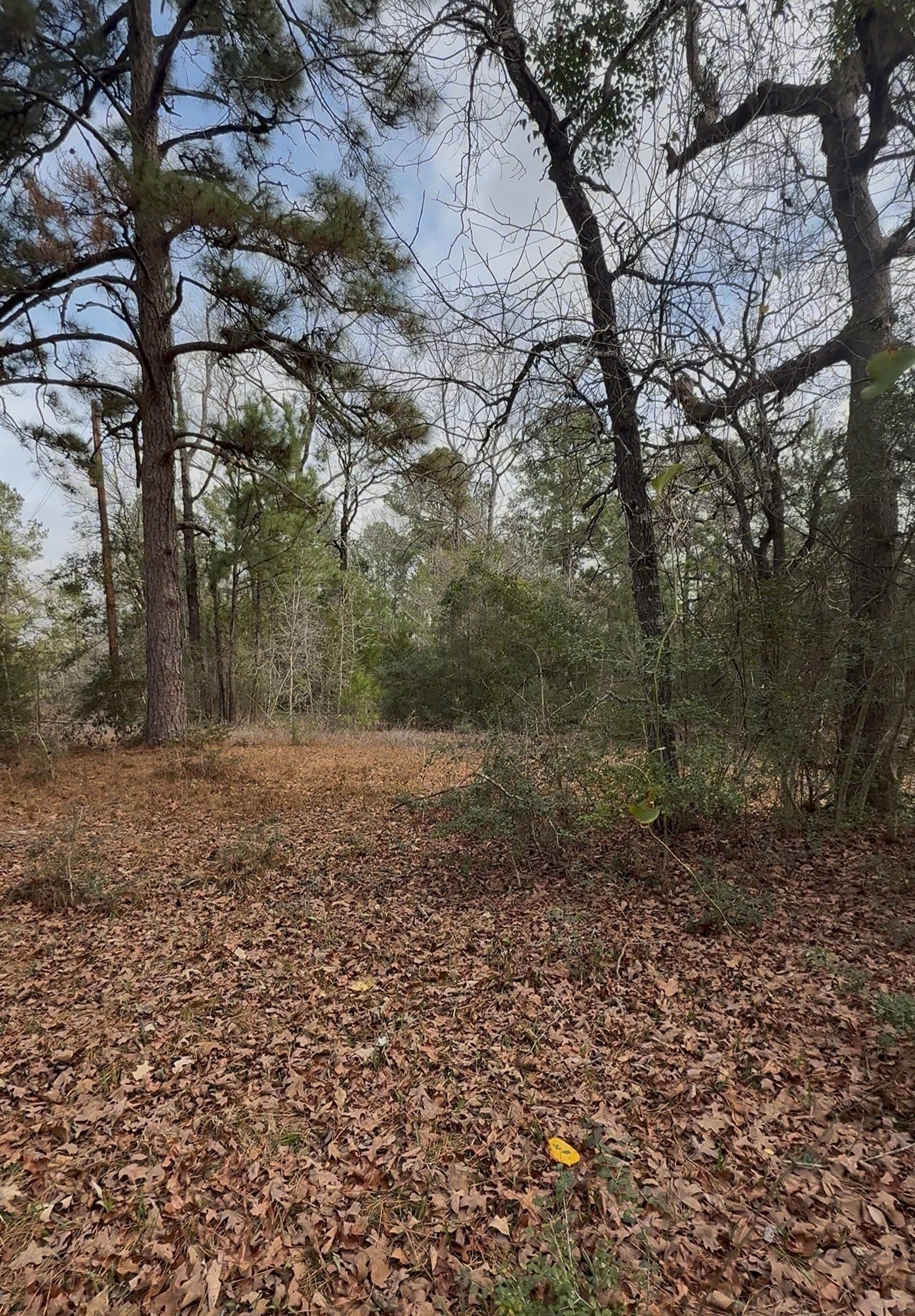 24159 Weeren Road, Montgomery, TX 77316 24159 Weeren Road, Montgomery, TX 77316