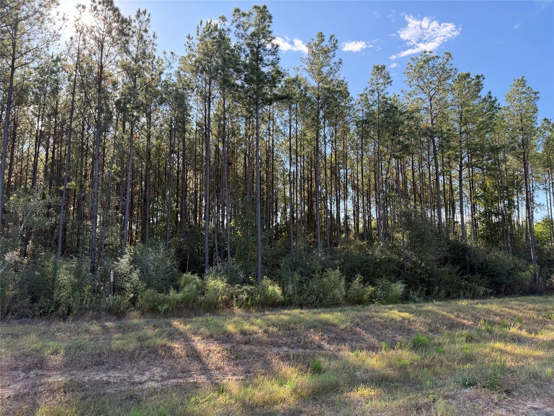 15895 Ridge Oak Road, Willis, TX 77378