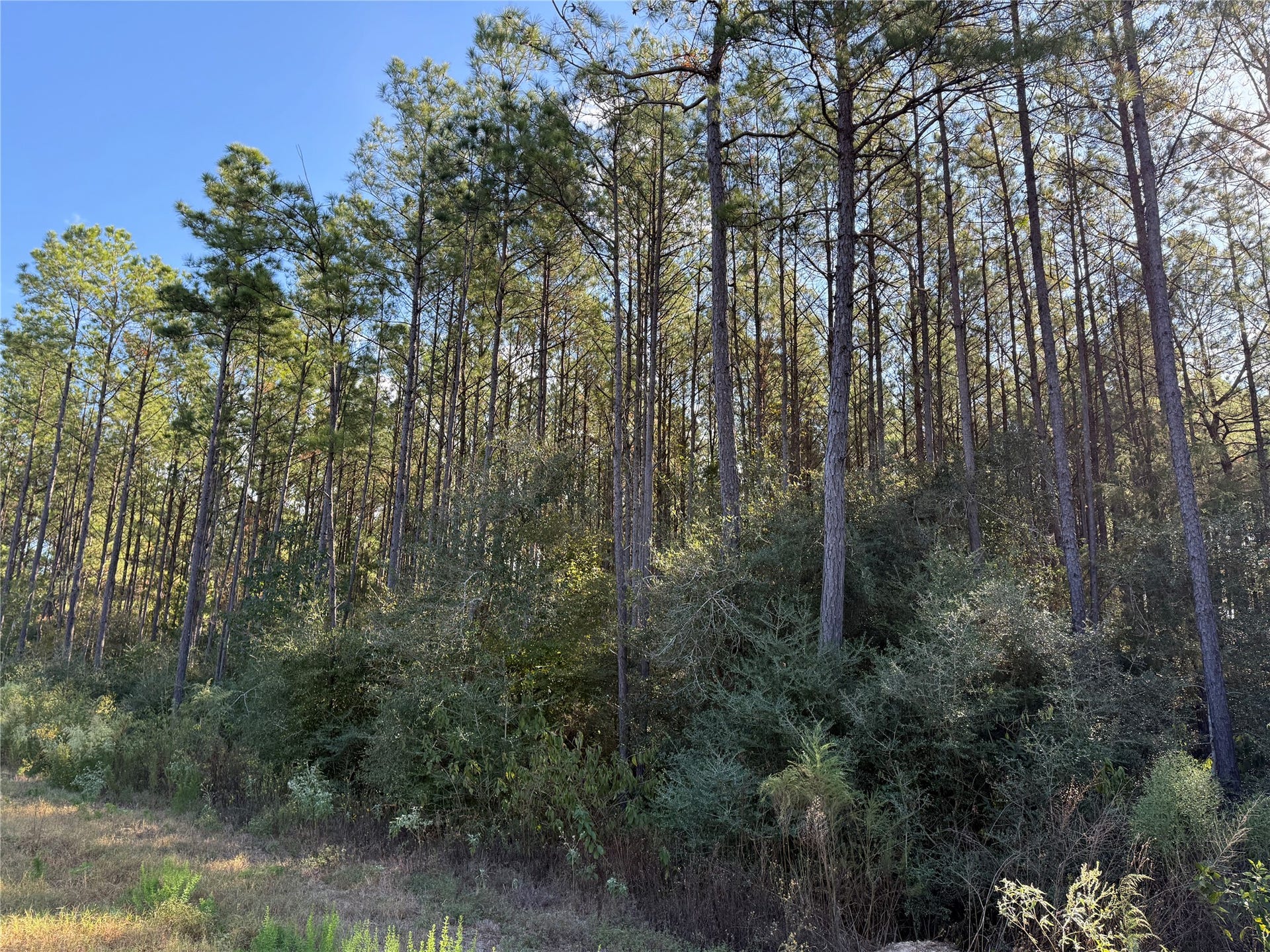 15895 Ridge Oak Road, Willis, TX 77378
