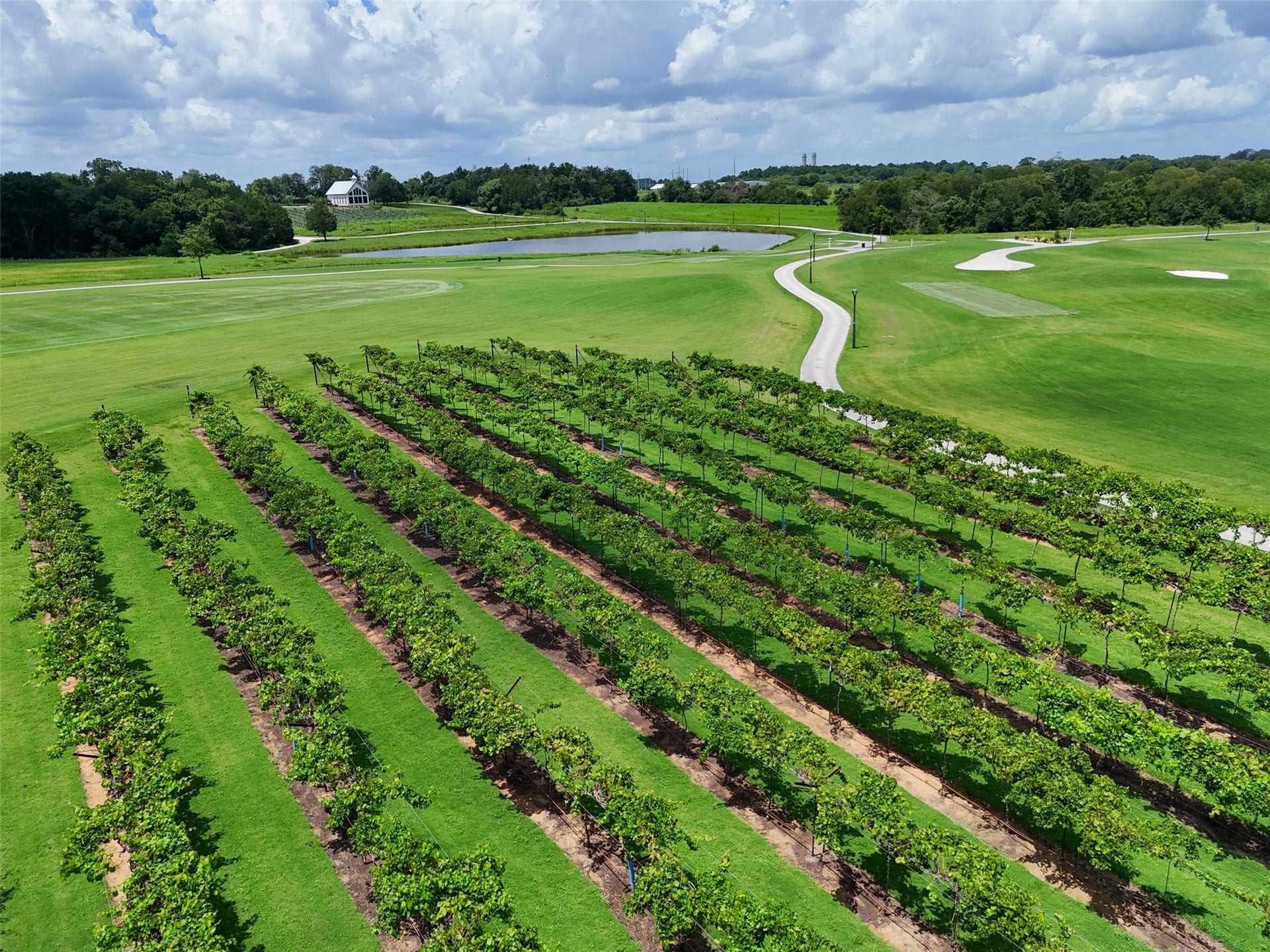 10135 Lehman Drive, Willis, TX 77318 Chambers Creek vineyard