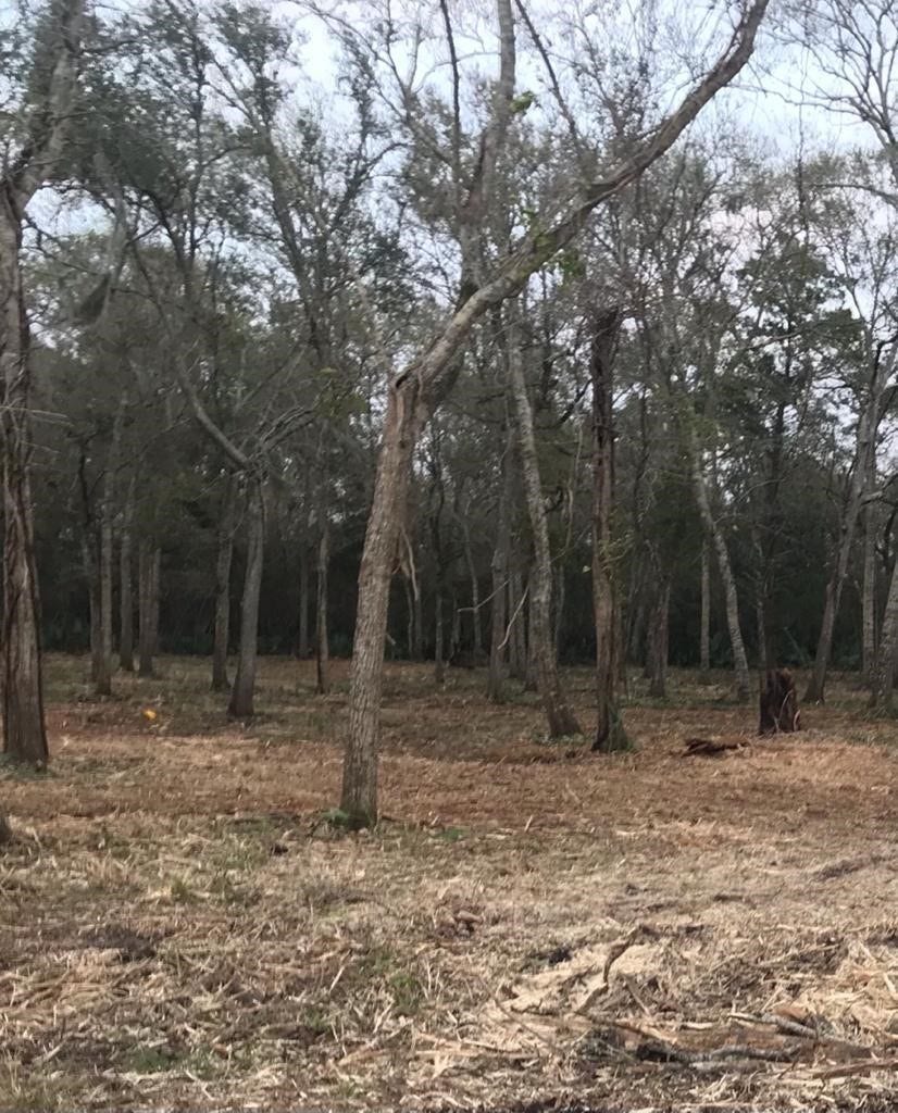 0 County Road 495, Brazoria, TX 77422 0 County Road 495, Brazoria, TX 77422
