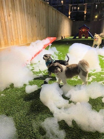 180 Malone Street, #2203, Houston, TX 77007 Puppichino's in the lobby!