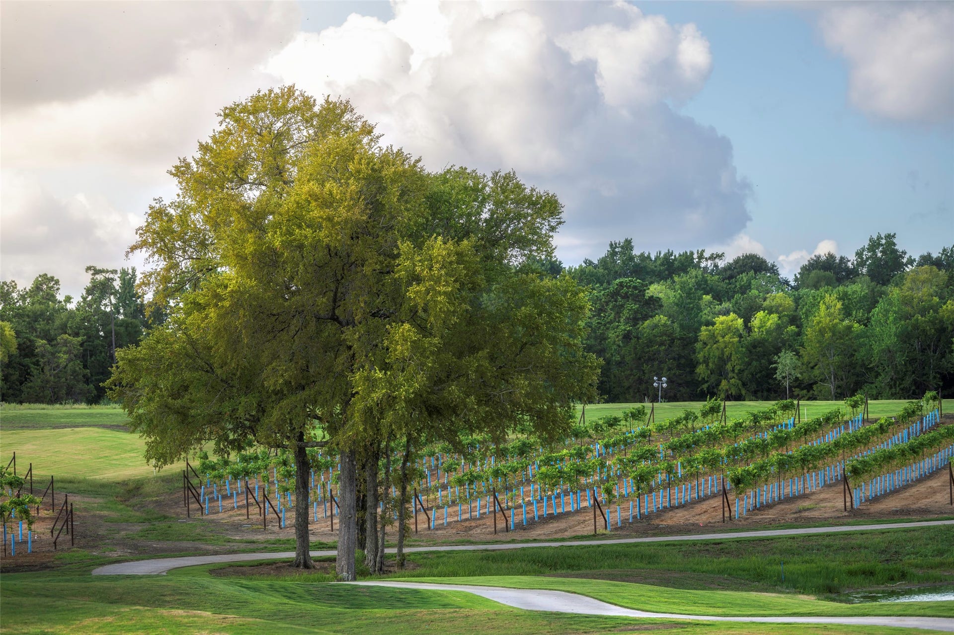 A unique highlight of Chambers Creekour very own private vineyard, nestled along the scenic golf course. Its a one-of-a-kind backdrop that blends natural beauty with resort-style living.