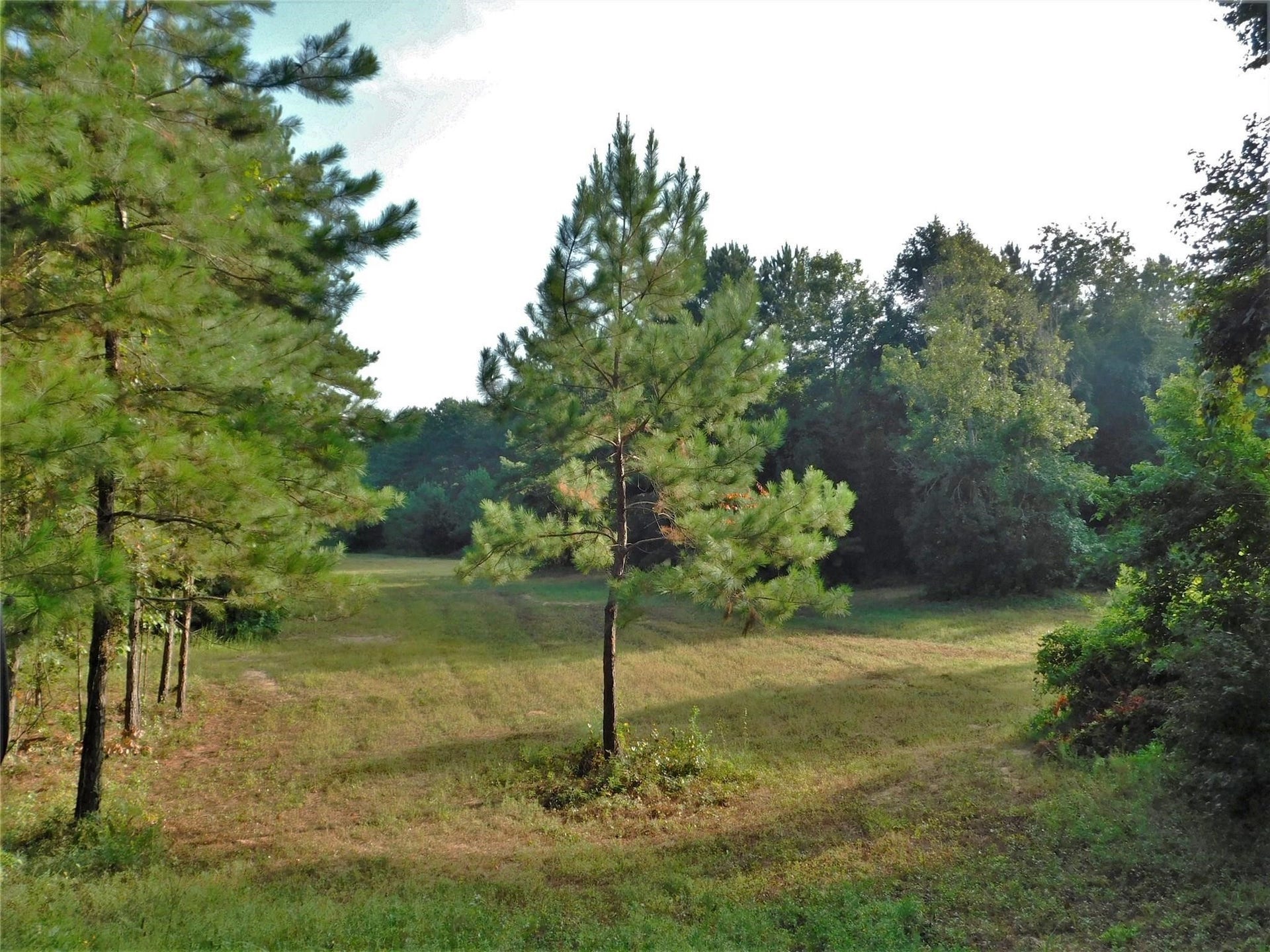 11914 Browder Traylor Road, Conroe, TX 77303 11914 Browder Traylor Road, Conroe, TX 77303