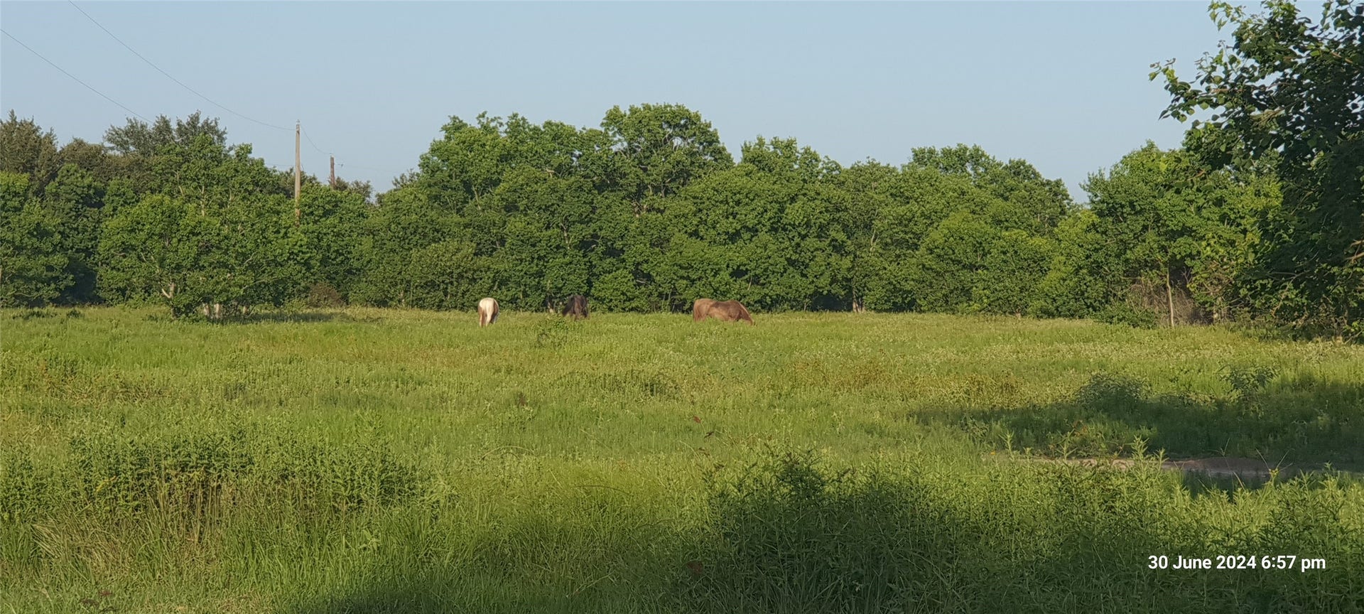 28828 Fm 1462 Road, Damon, TX 77430 28828 Fm 1462 Road, Damon, TX 77430