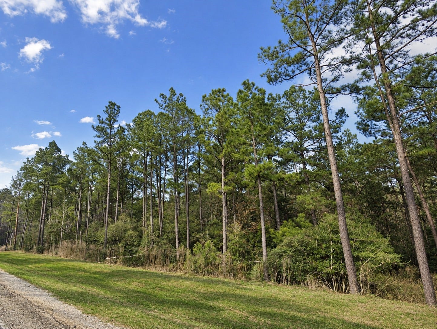 15437 Woodlife Road, Willis, TX 77378 15437 Woodlife Road, Willis, TX 77378