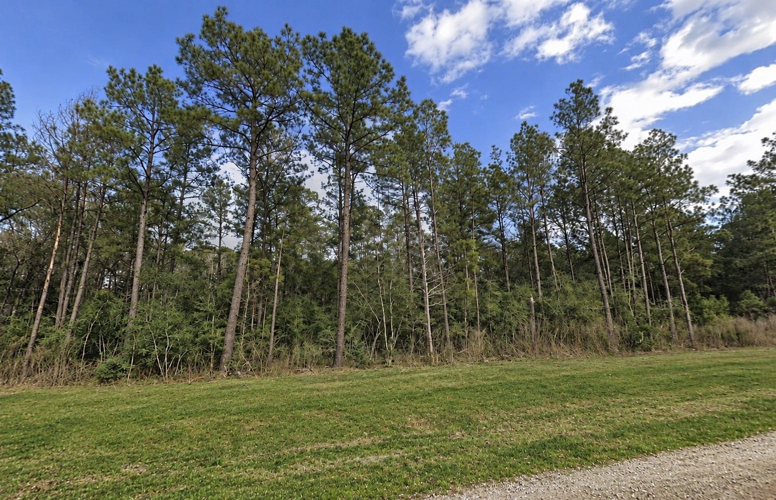 15437 Woodlife Road, Willis, TX 77378 15437 Woodlife Road, Willis, TX 77378