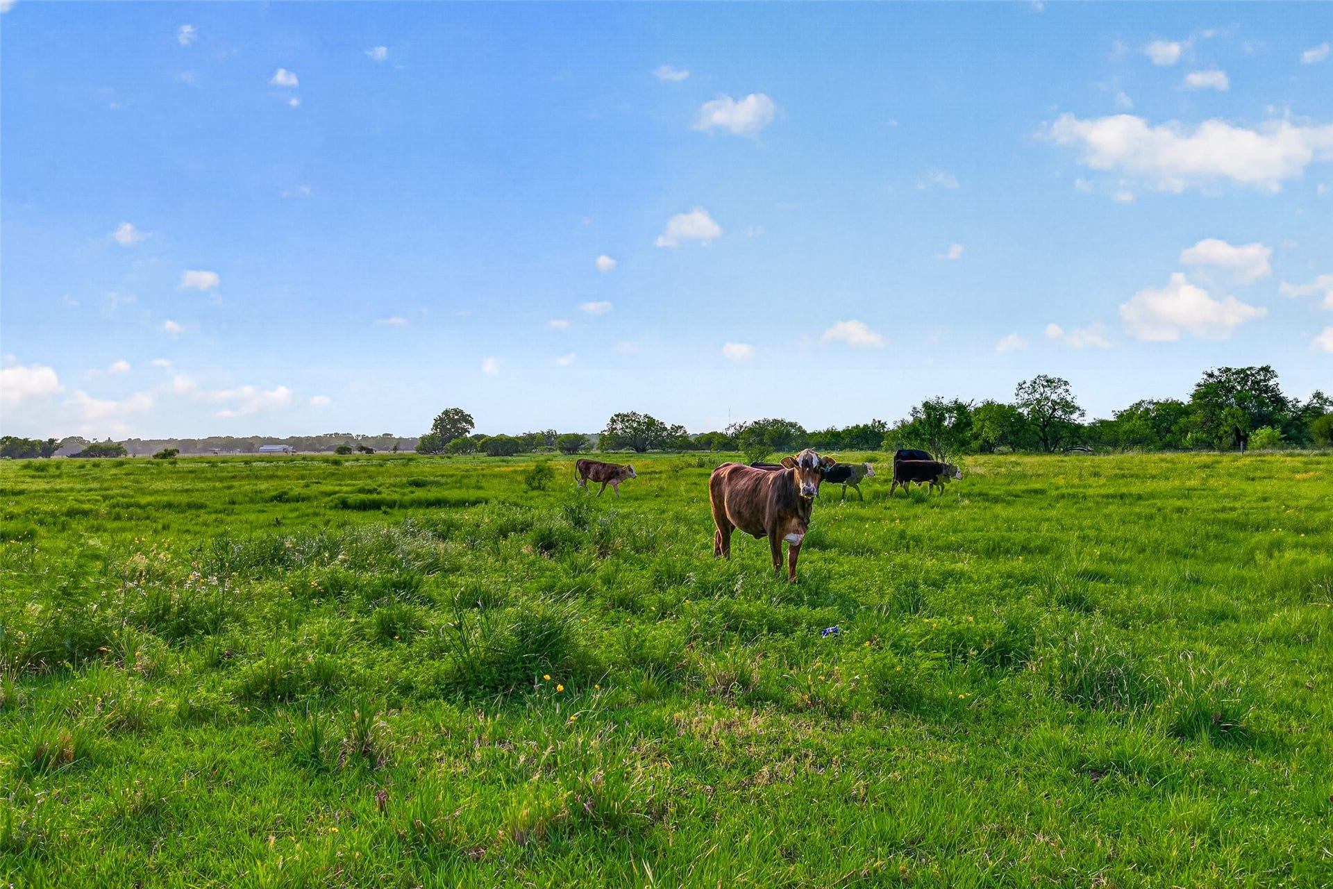 Cattle grazing the back acreage