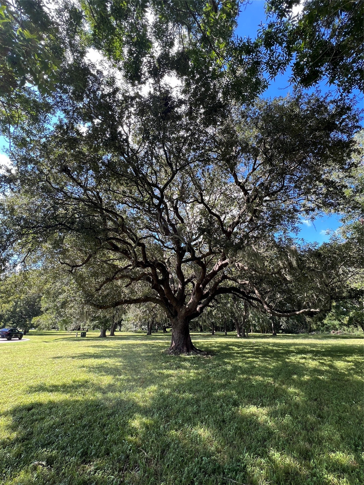 606 Oyster Shell Court, Missouri City, TX 77459 This mature tree can be a showpiece of your future home!