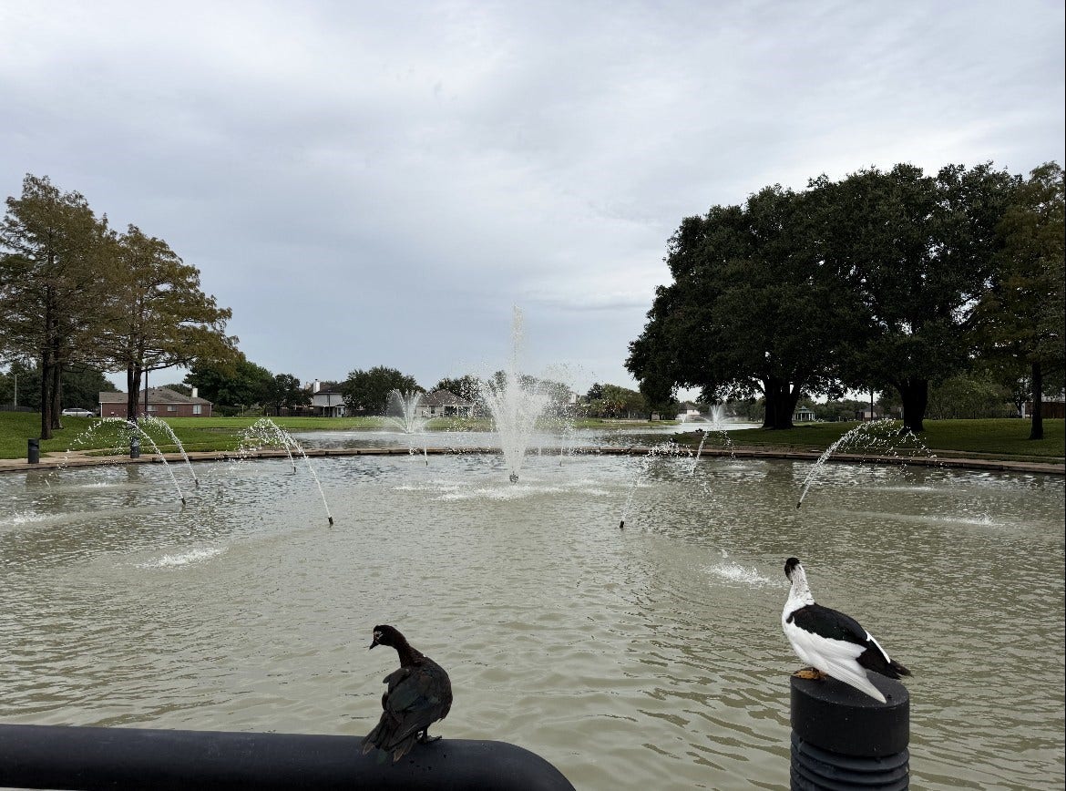 3111 Lantern Bay Lane, Katy, TX 77449 Enjoy nature at the neighborhood duck pond!