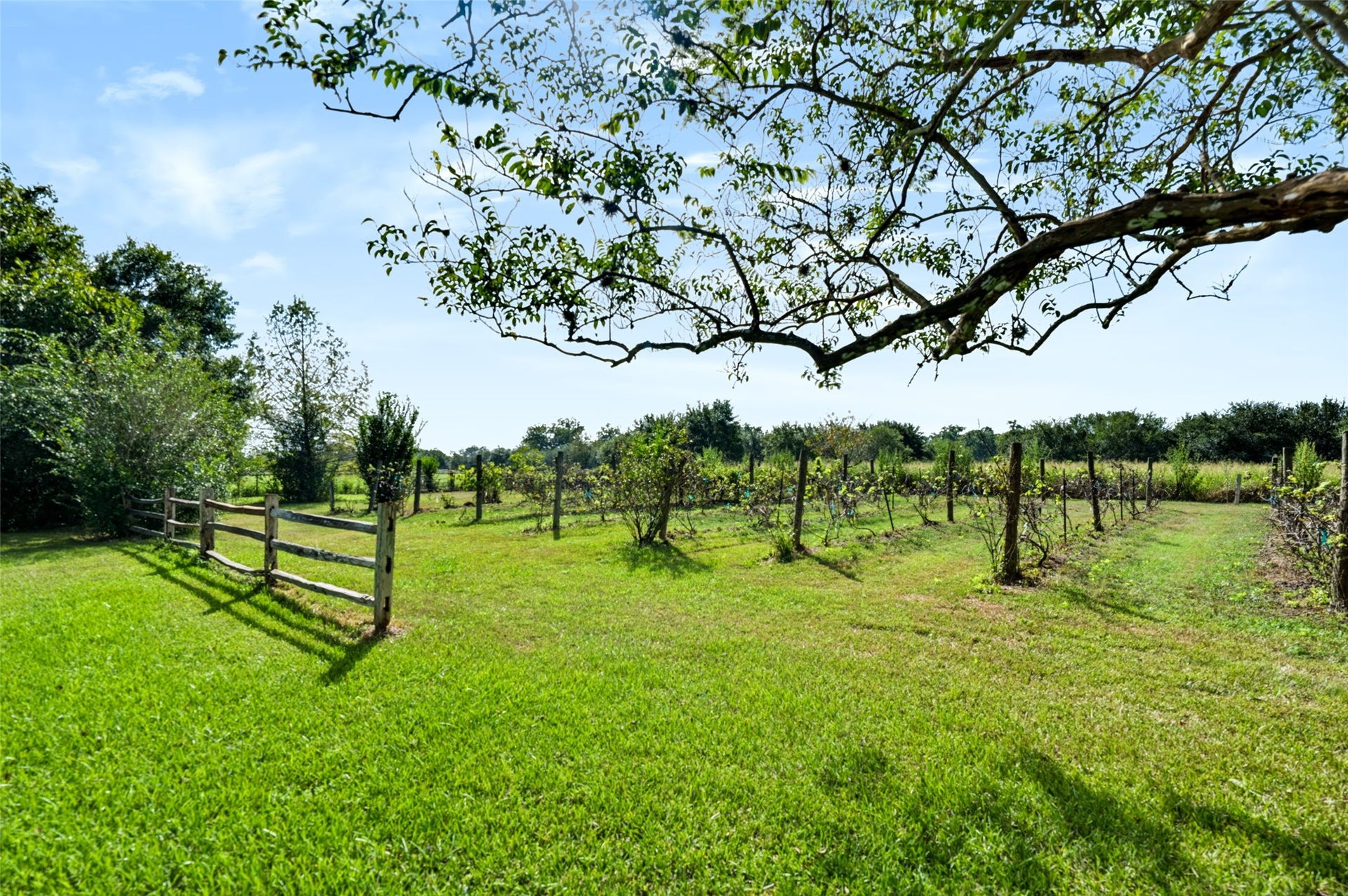 38914 Sampson Road, Brookshire, TX 77423 Vineyard