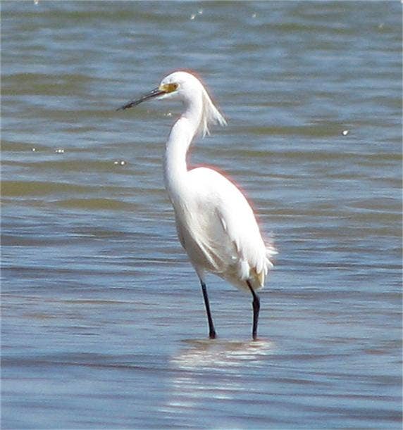1 Fleming, Hitchcock, TX 77563 Bird Watching