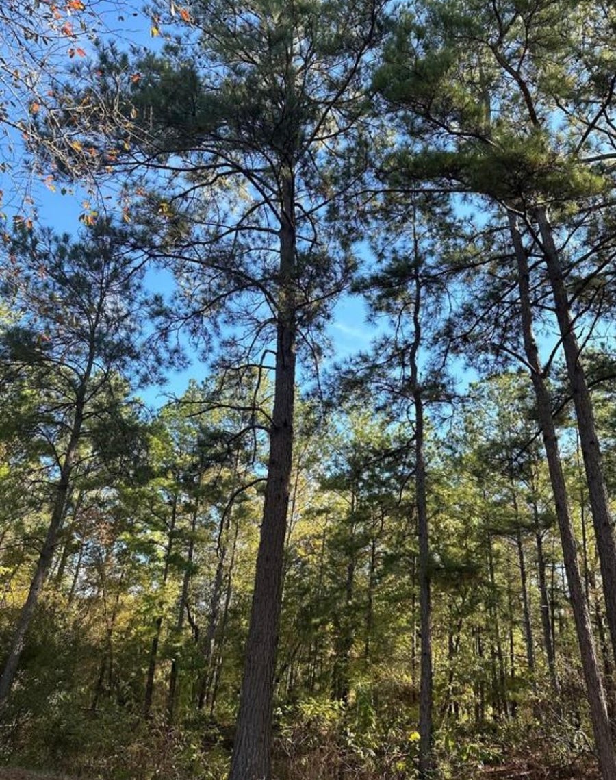 Property photo for TBD 9845 FM 149 RD, Montgomery, TX