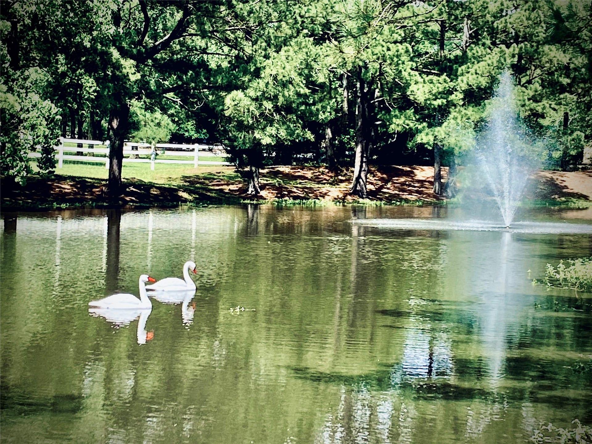 34310 High Point Drive, Magnolia, TX 77355 A serene pond with (fake) swans and a fountain, surrounded by lush greenery and a white fence, creates a tranquil, picturesque setting perfect for a peaceful home environment.