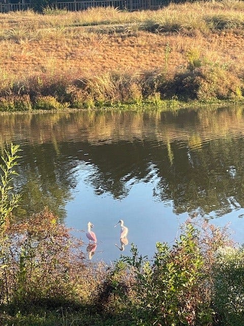 1539 Ramada Drive, #1539, Houston, TX 77062