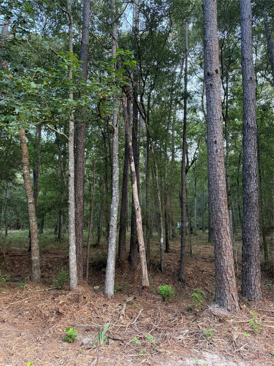 Property photo for 43 Sims Oak Road, Splendora, TX