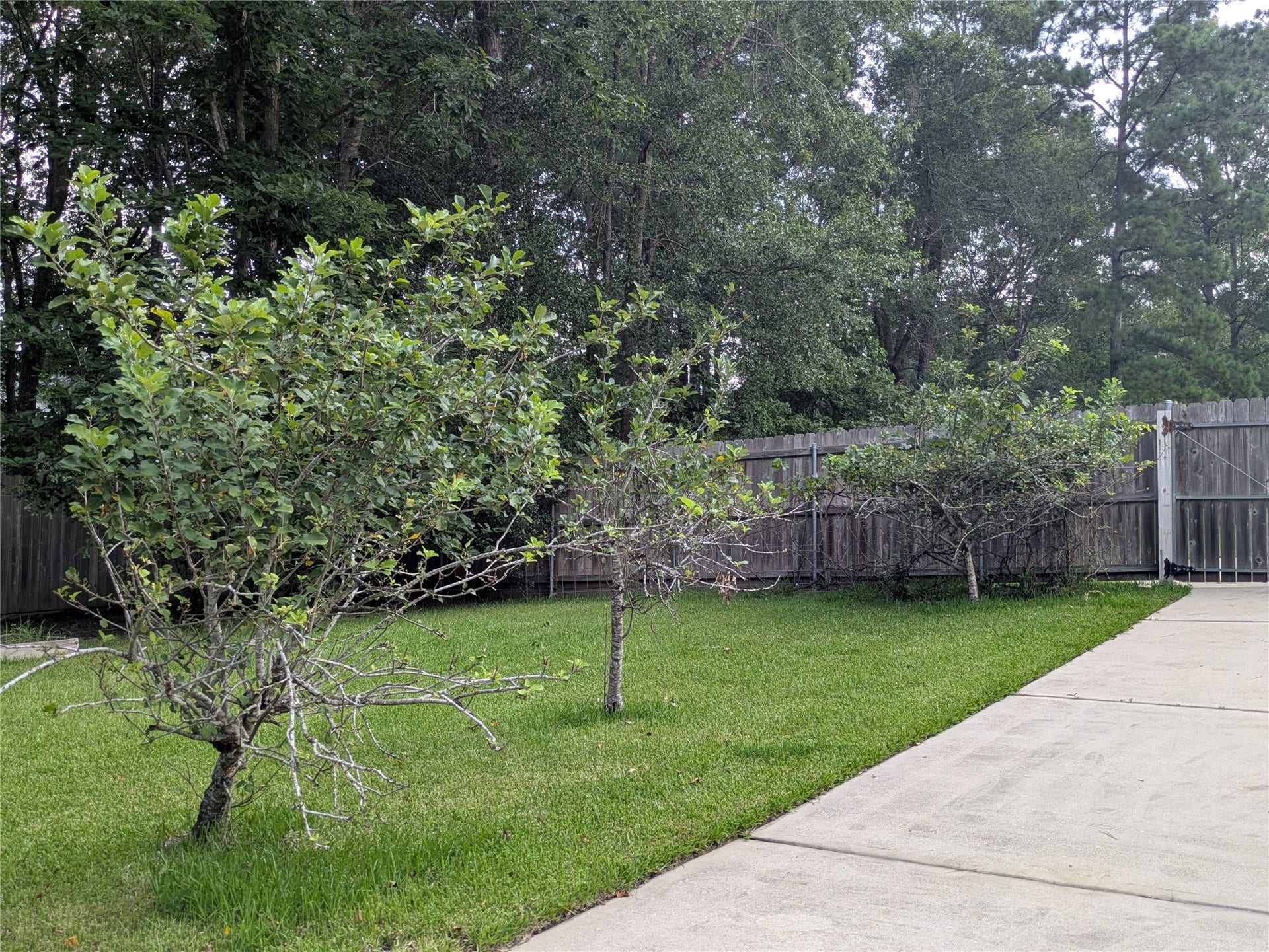 28235 Lazy Rock Drive, Houston, TX 77336 Fruit trees and lots of garden spaced