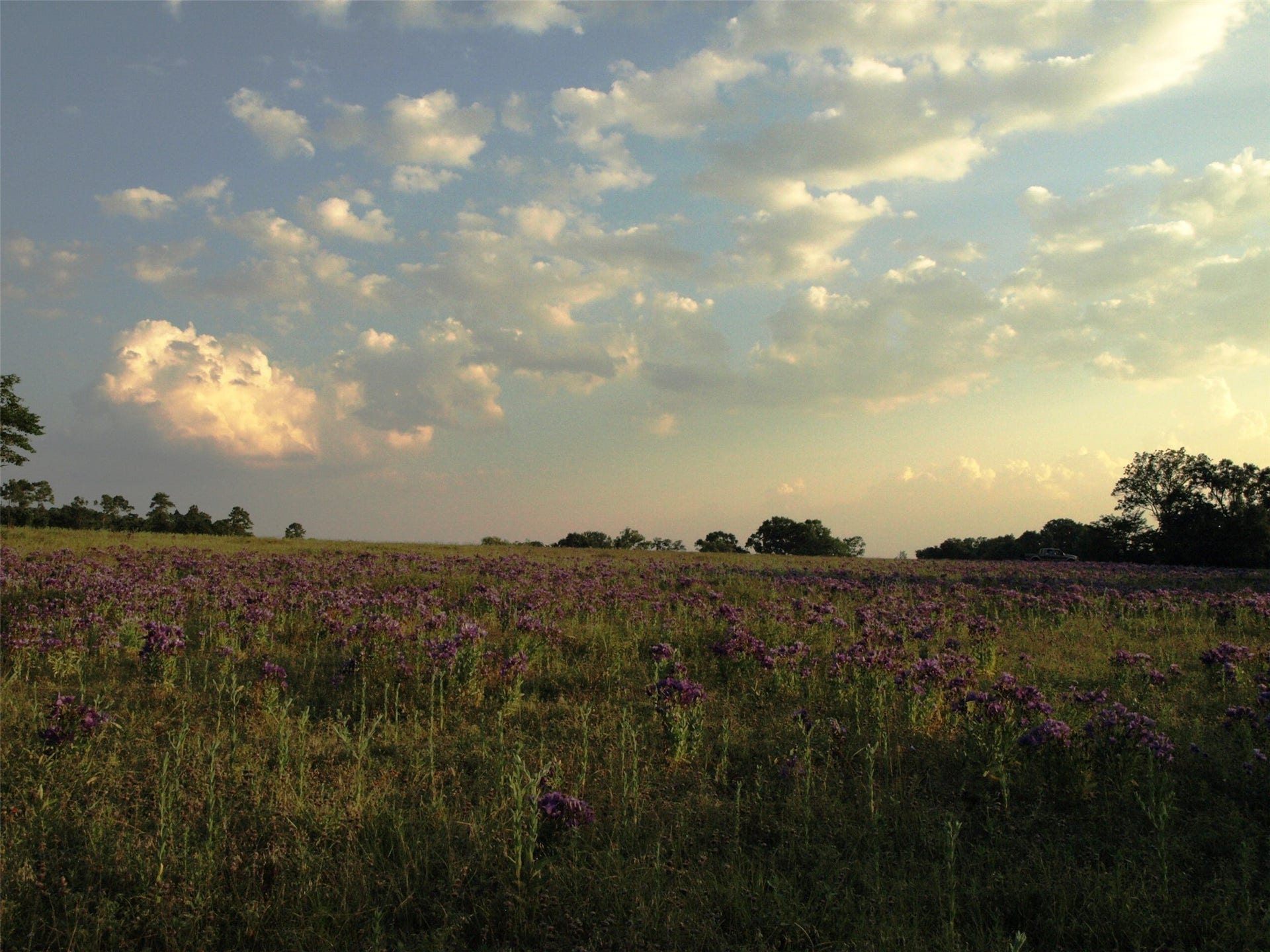 3920 Spring Branch Road, Montgomery, TX 77316 Pasture views.