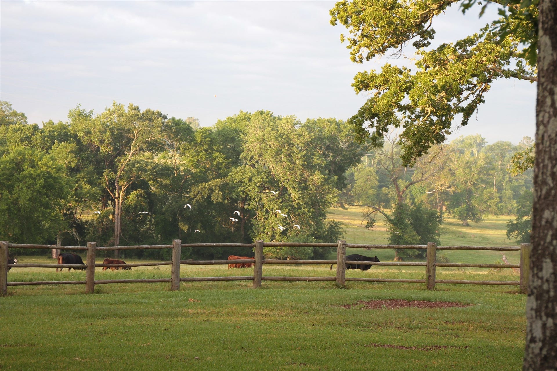 3920 Spring Branch Road, Montgomery, TX 77316 3920 Spring Branch Road, Montgomery, TX 77316