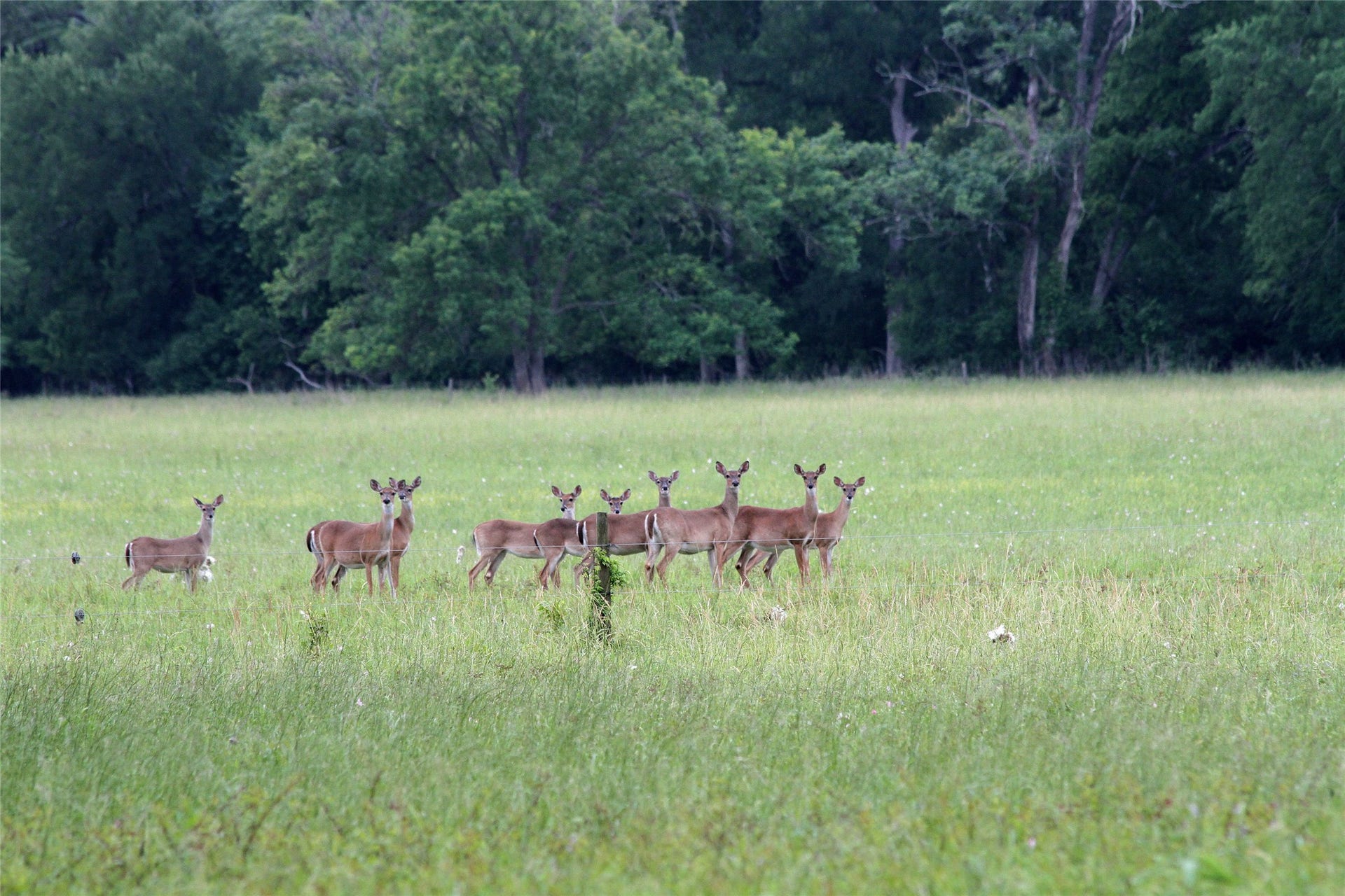 3920 Spring Branch Road, Montgomery, TX 77316 Wildlife abounds all throughout the property.