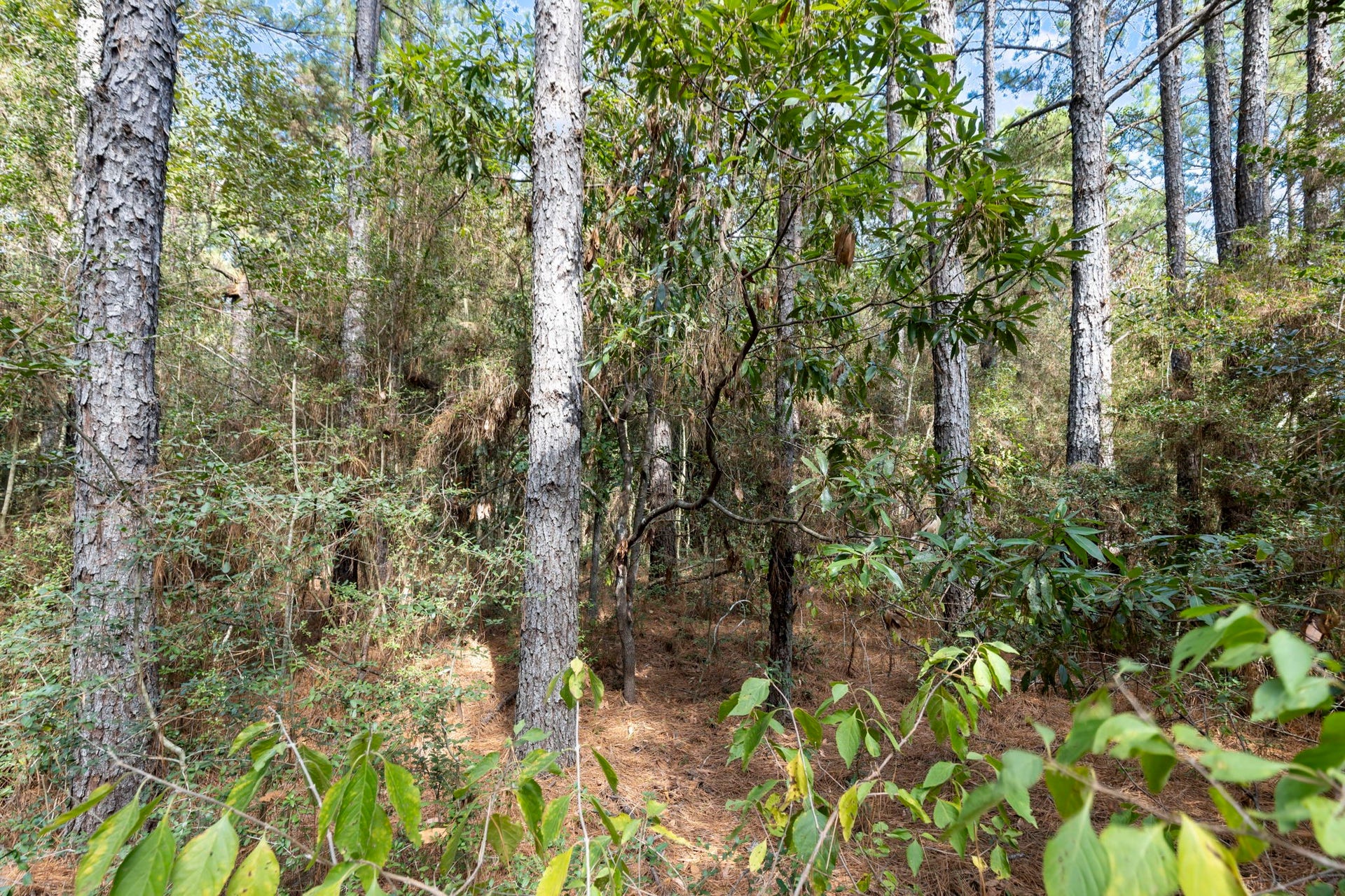 16002 Forest Mill Road, Willis, TX 77378 16002 Forest Mill Road, Willis, TX 77378