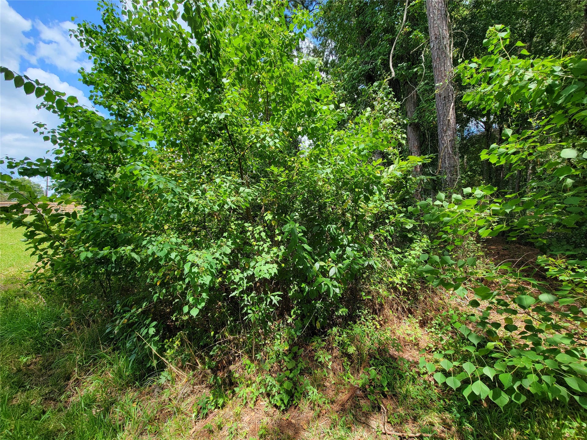 0 Tri Lakes Rd, Montgomery, TX 77316 0 Tri Lakes Rd, Montgomery, TX 77316