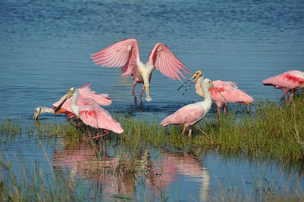 49 Shell Key, Hitchcock, TX 77563 Roseate Spoonbills are amongst the 300 bird species that inhabit Galveston's coastal wetlands.